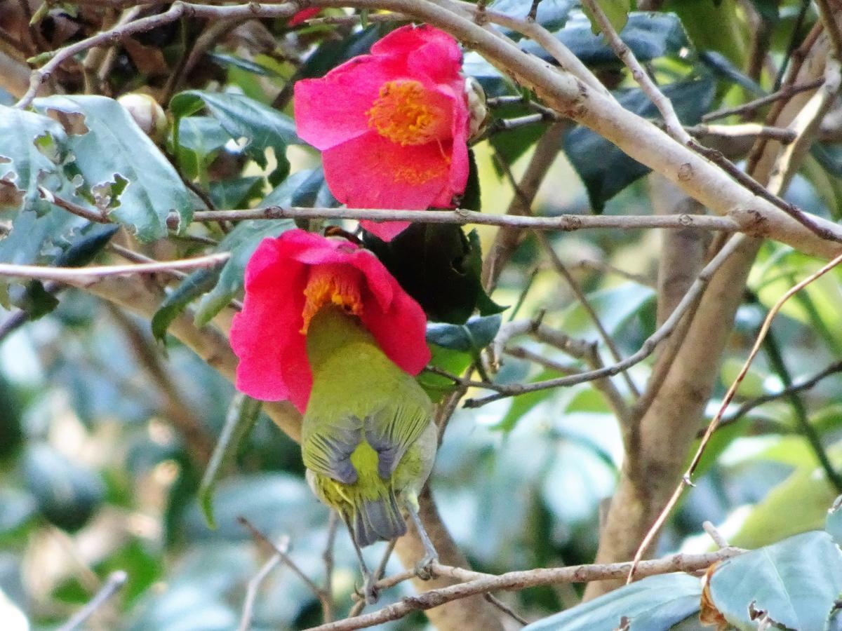 ホライゾン Villa Oshima Dış mekan fotoğraf
